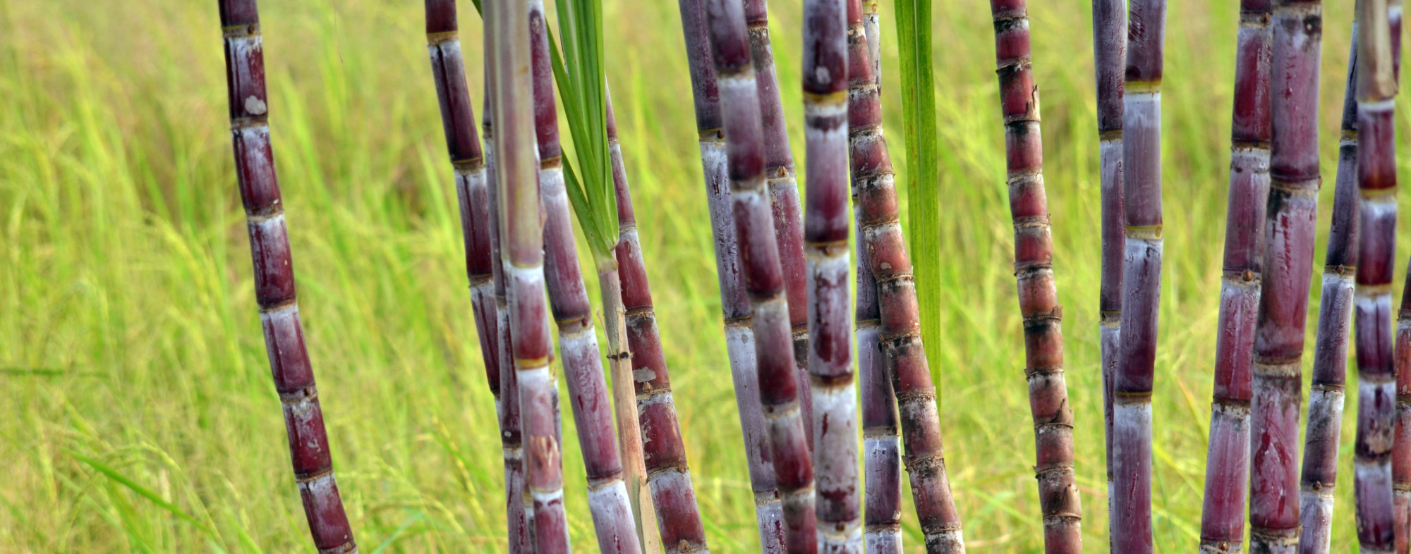 Cana-de-açúcar